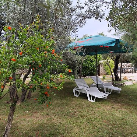 Marti'S House In The Olive Grove Apartment Fazana Ngoại thất bức ảnh