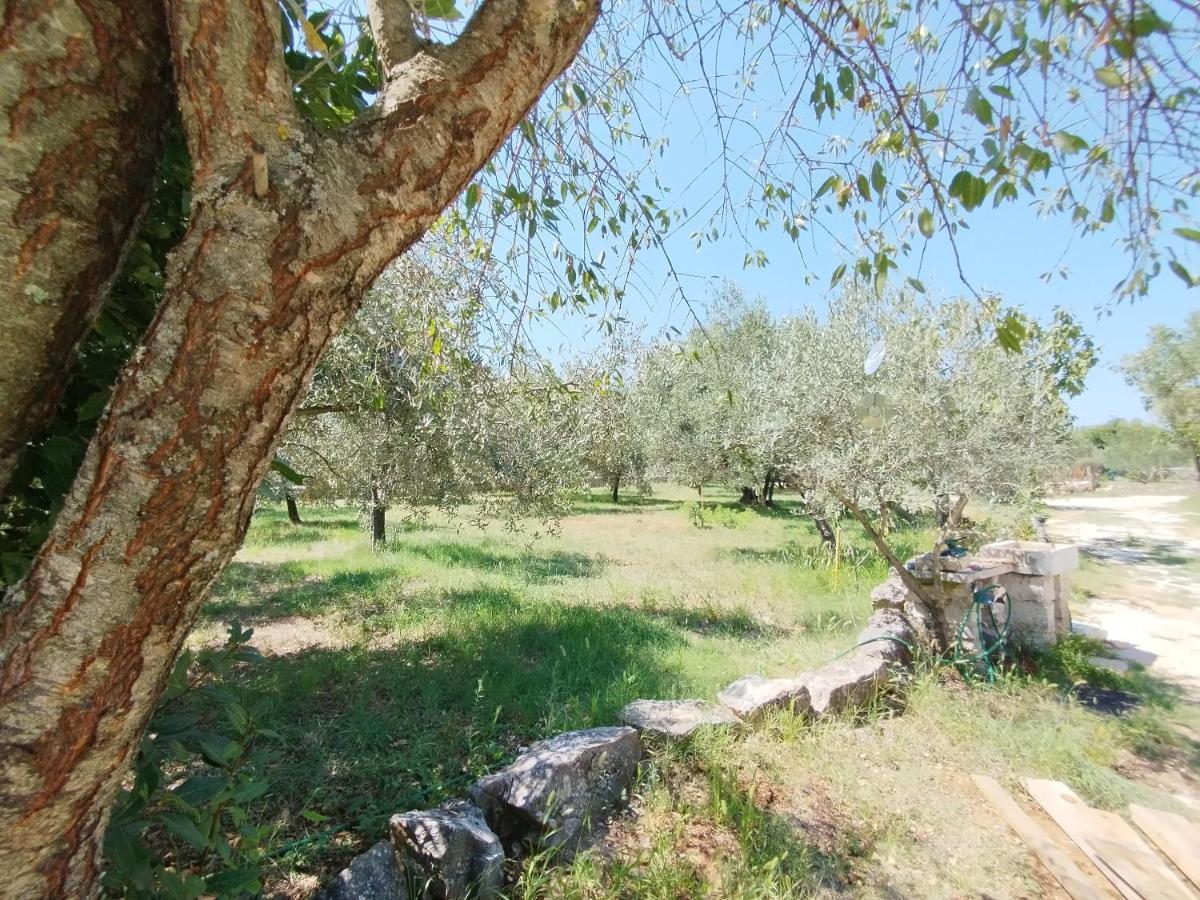 Marti'S House In The Olive Grove Apartment Fazana Ngoại thất bức ảnh