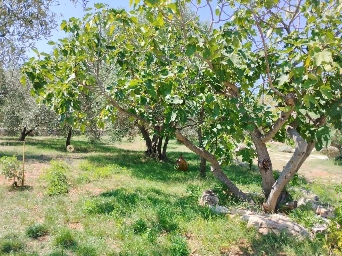 Marti'S House In The Olive Grove Apartment Fazana Ngoại thất bức ảnh