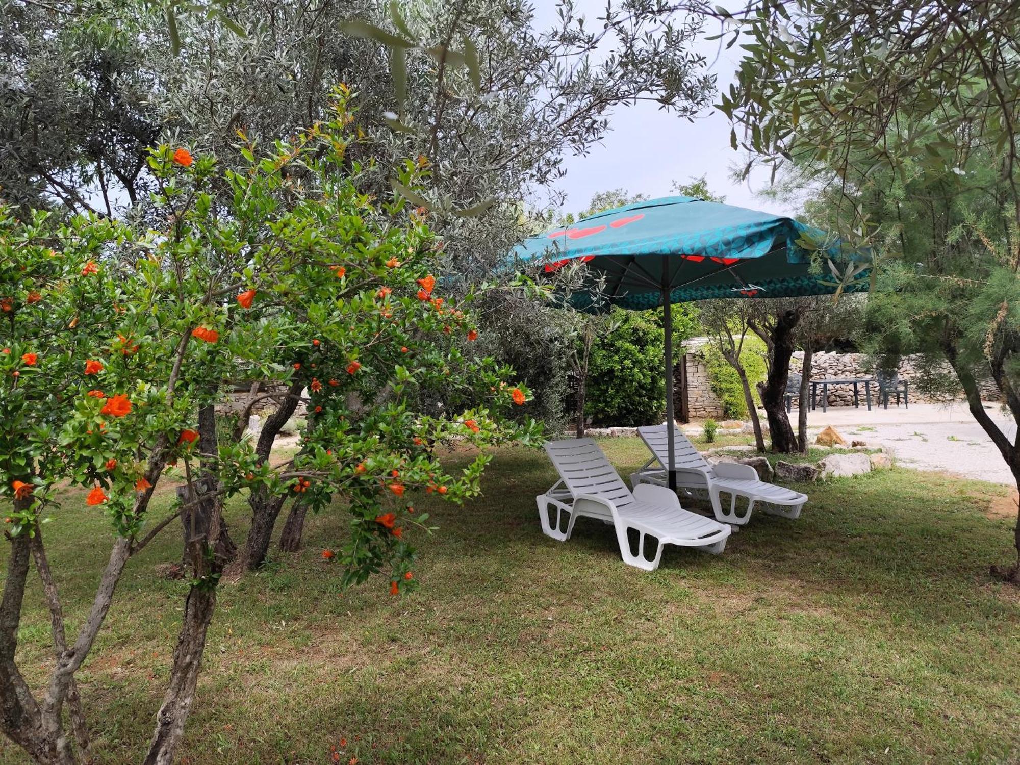 Marti'S House In The Olive Grove Apartment Fazana Ngoại thất bức ảnh